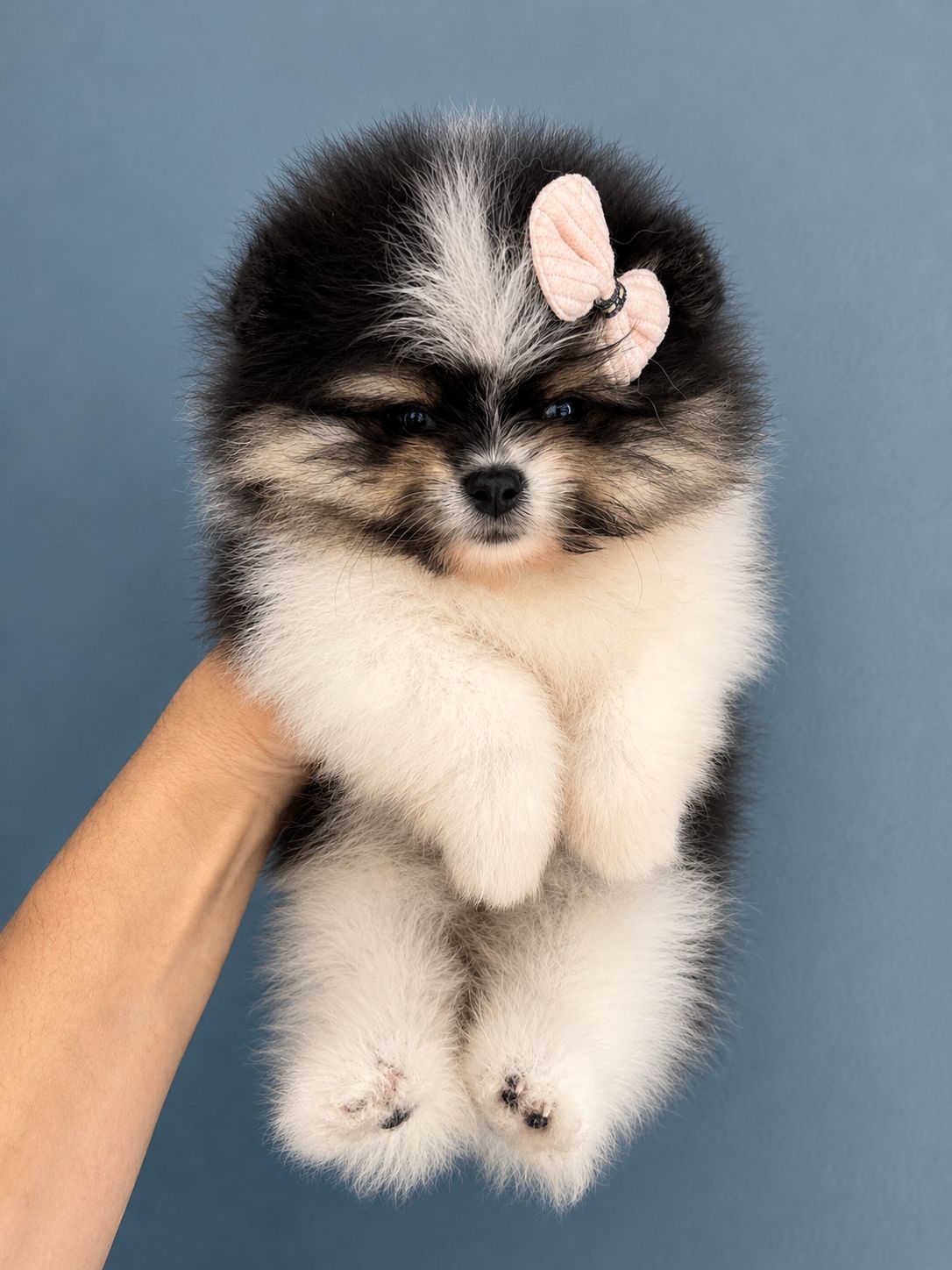 Filhote Lulu da Pomerânia black & white com lacinho