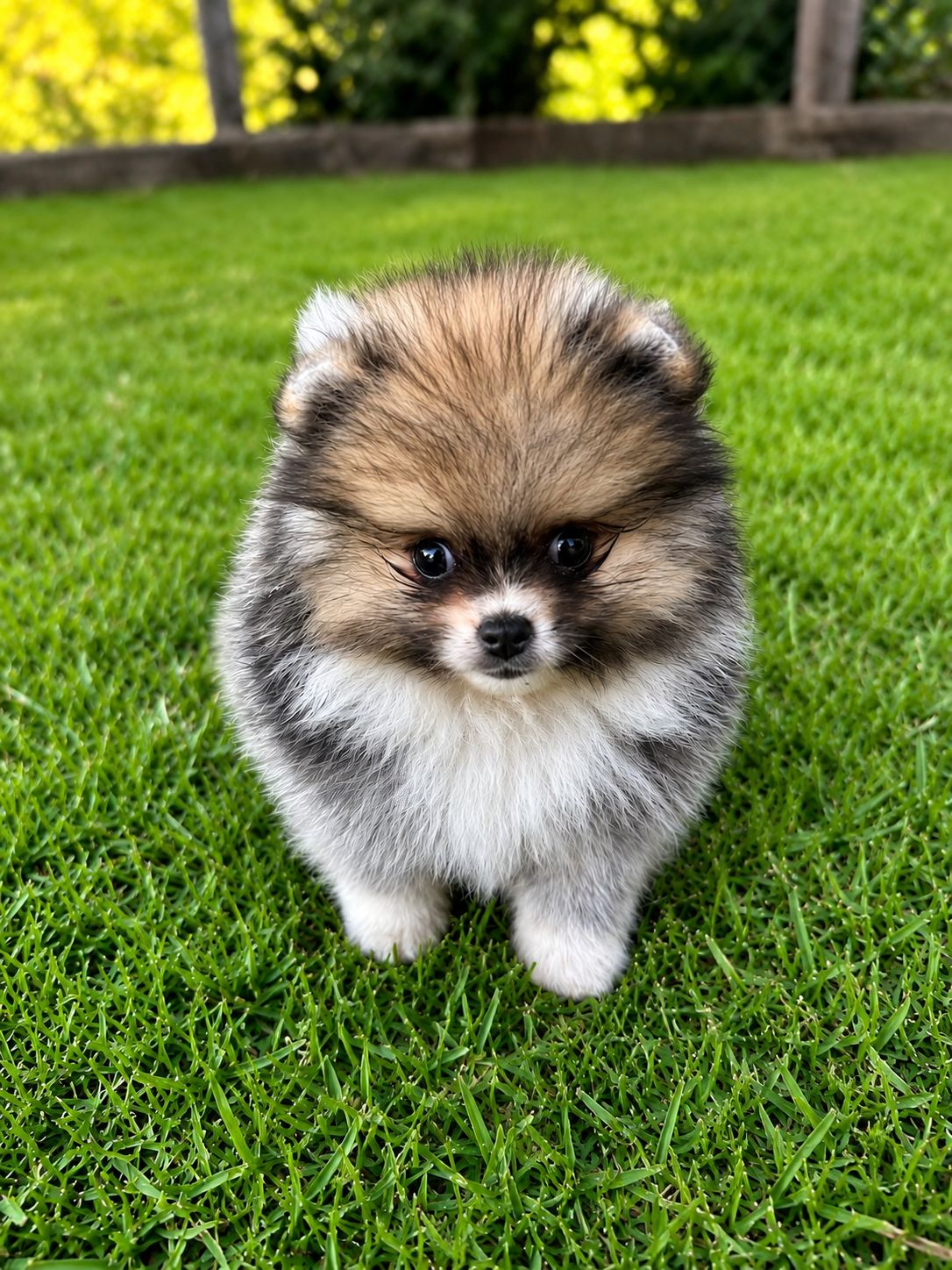 Filhote Lulu da Pomerânia laranja sable na grama